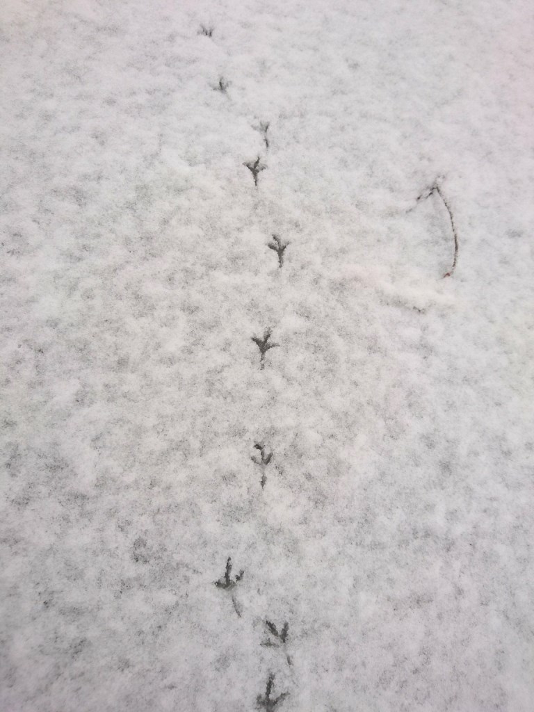 天気予報どおり雪になりました この雪の足跡なぁに 東急リゾートタウン蓼科