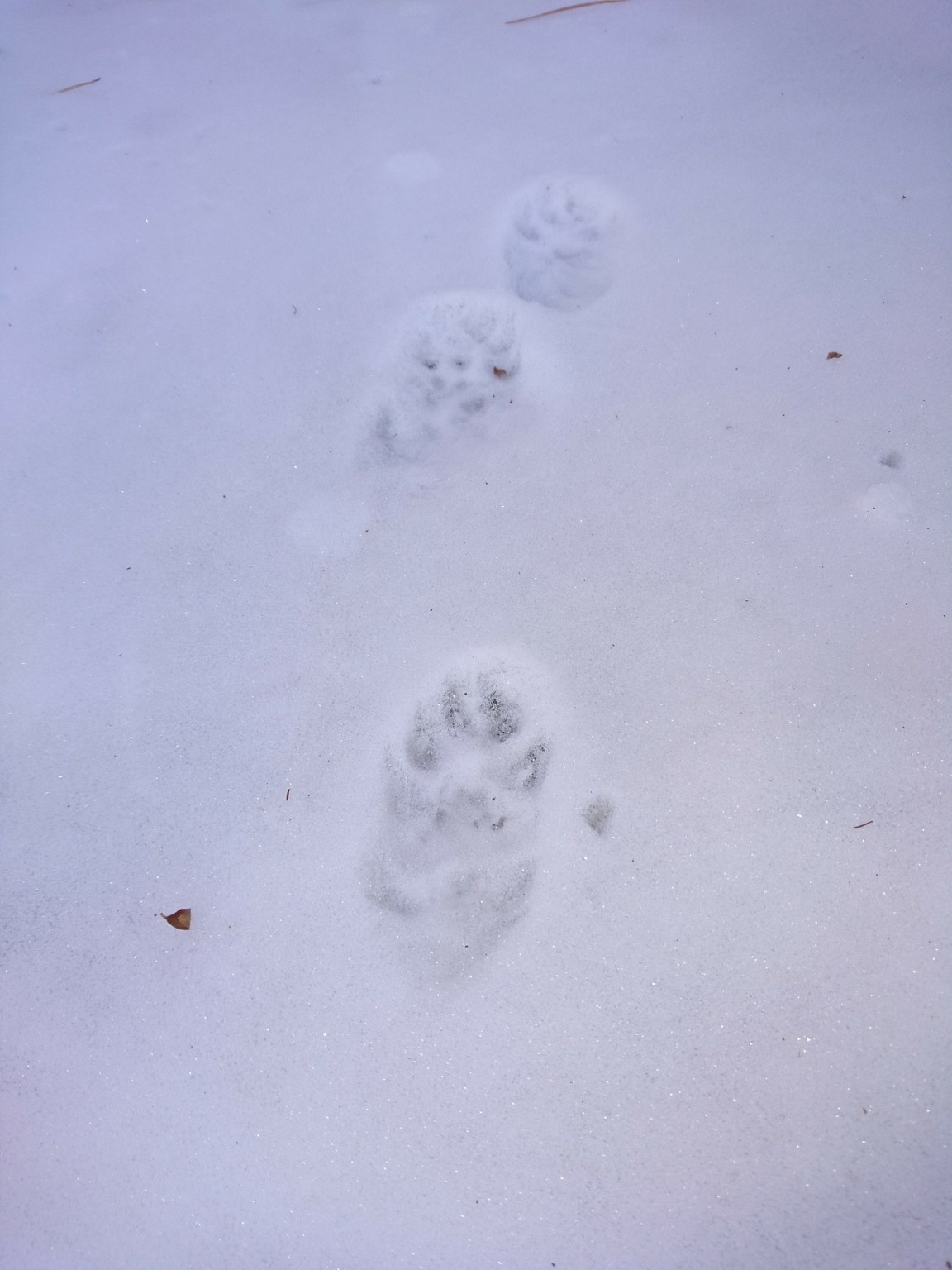 天気予報どおり雪になりました この雪の足跡なぁに 東急リゾートタウン蓼科