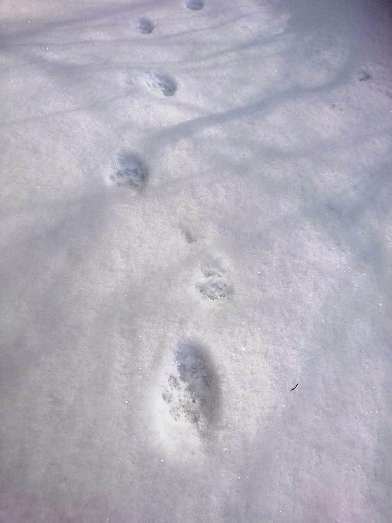 天気予報どおり雪になりました この雪の足跡なぁに 東急リゾートタウン蓼科