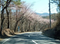 ②-1タウン桜.jpg