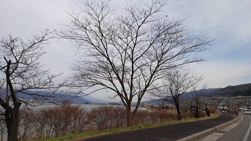 IMG_4239諏訪湖畔の桜.jpg