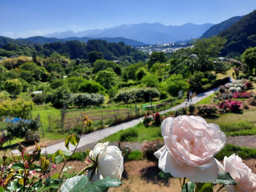 ６月６日　梅の日