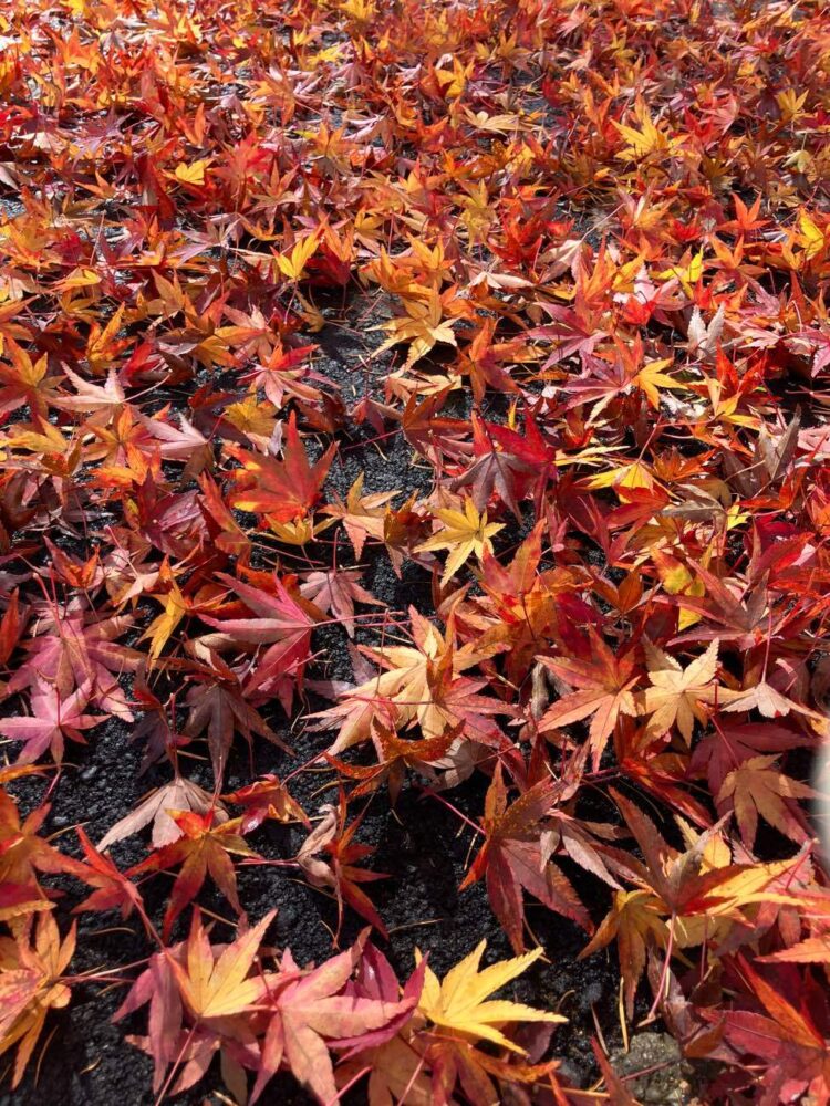 あっという間に…