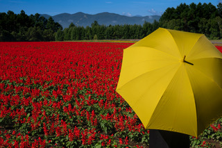 ≪2025年フォトコンテスト≫結果発表　（別荘オーナー様）