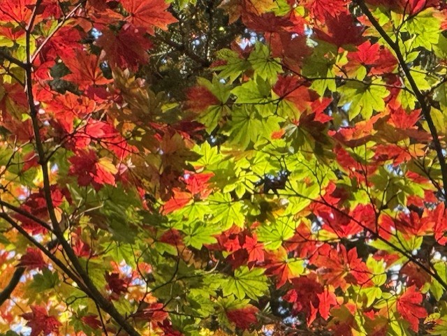 …秋ですね・・・