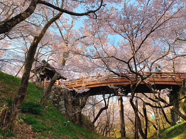 信州の桜開花予想