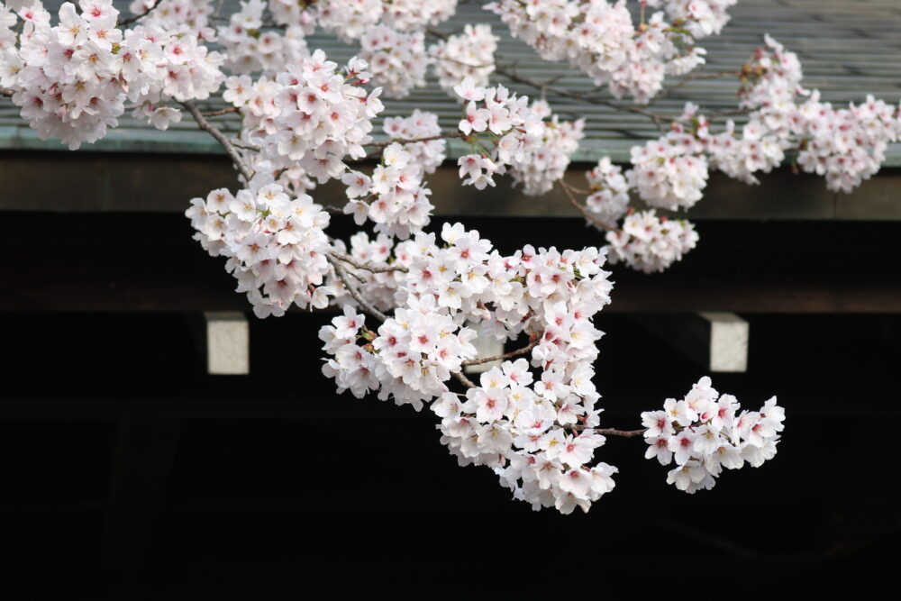 お城と桜…