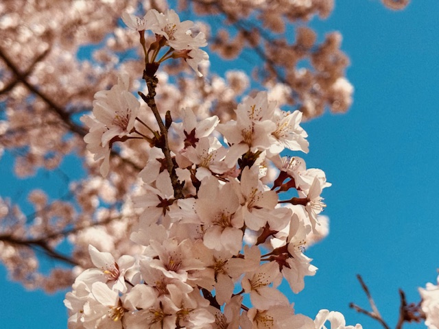 信州 伊那谷花だより