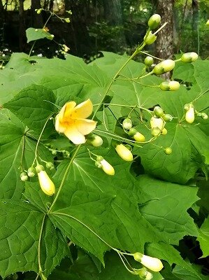 キレンゲショウマ　の季節です
