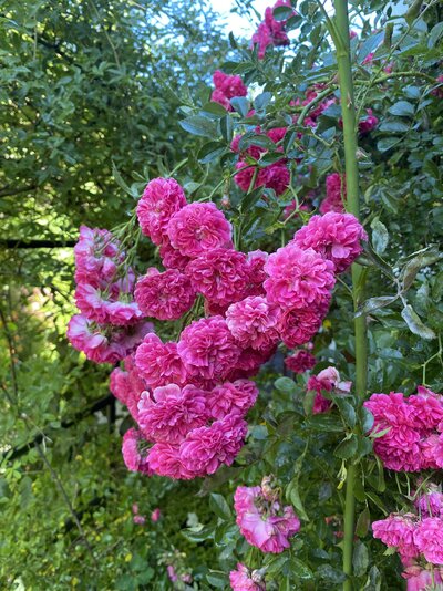 つる薔薇咲いた