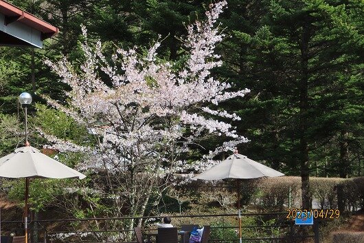 IMG_1044sakura.jpg