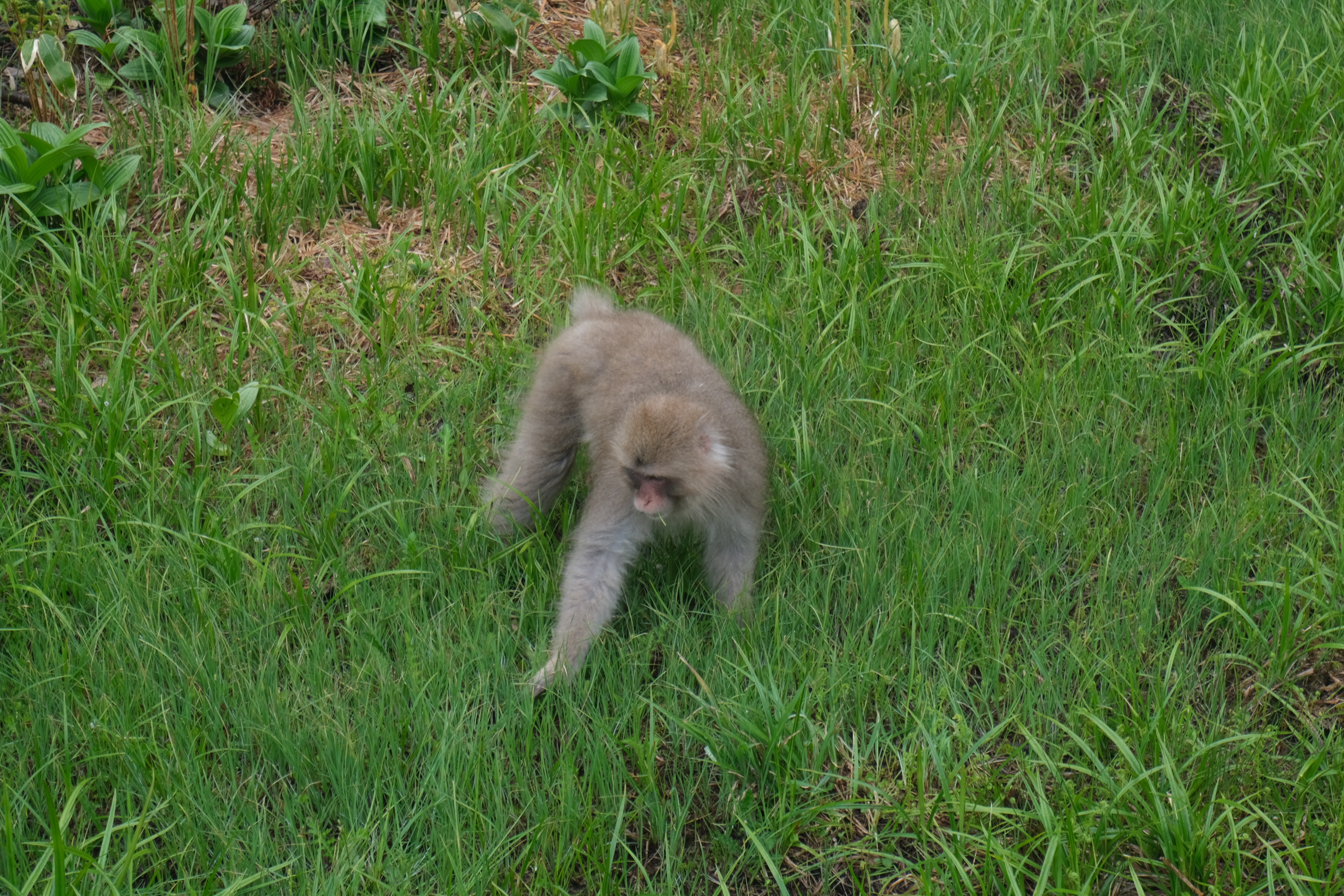 IMG_4531.PNG