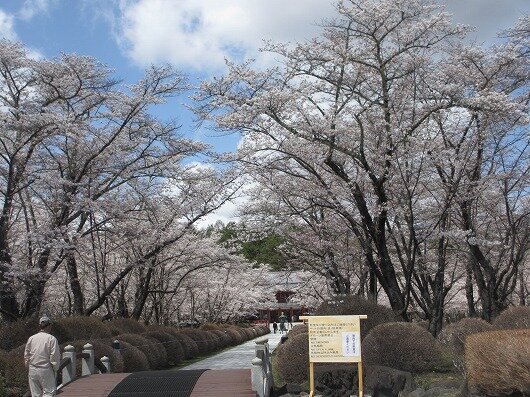 聖光寺の桜　満開です