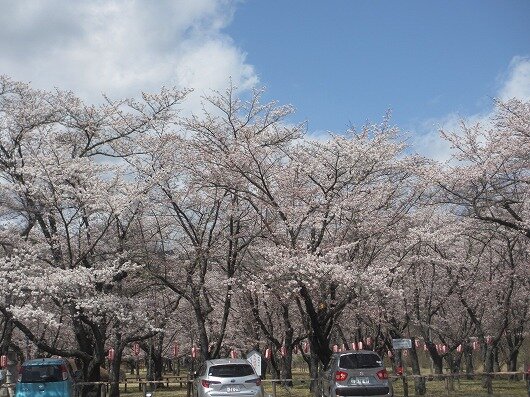 IMG_5766sakura.jpg