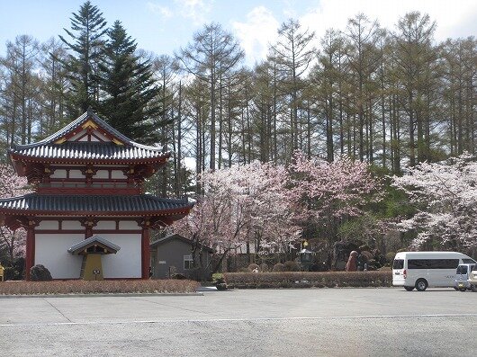IMG_5767sakura.jpg