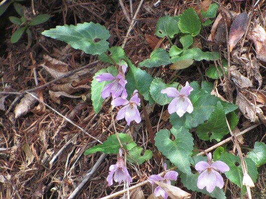 IMG_5769sumire.jpg