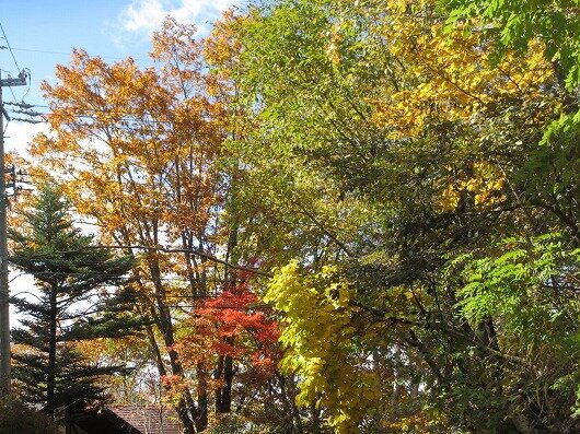 紅葉と落葉