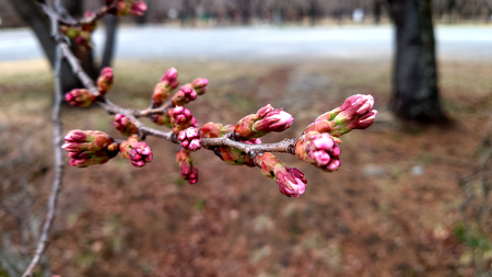 聖光寺の桜は