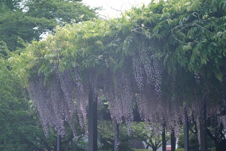 5・6月のイベント