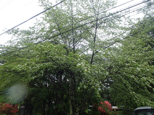 P5231694.JPG