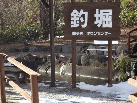鷺（さぎ）にご注意？
